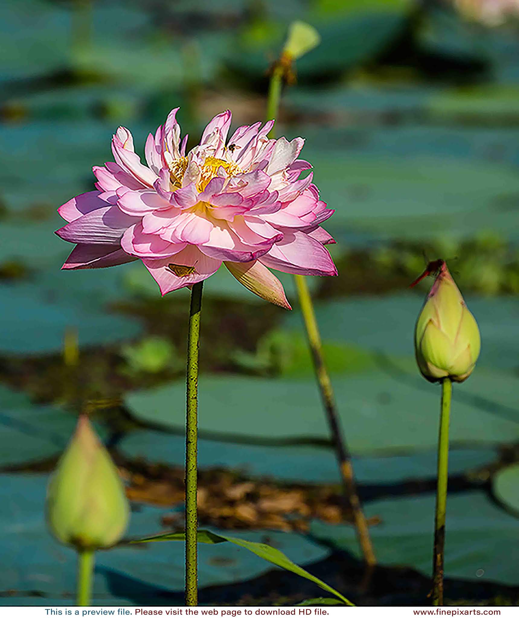 Lotus flower 00056