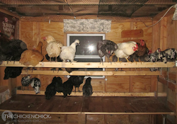 chicken poop coop roost box nest chickens droppings chick boards roosting happens because coops board building door roosts pop nesting