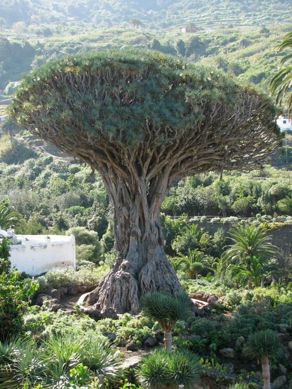 Dragon Tree at Icod, Spain