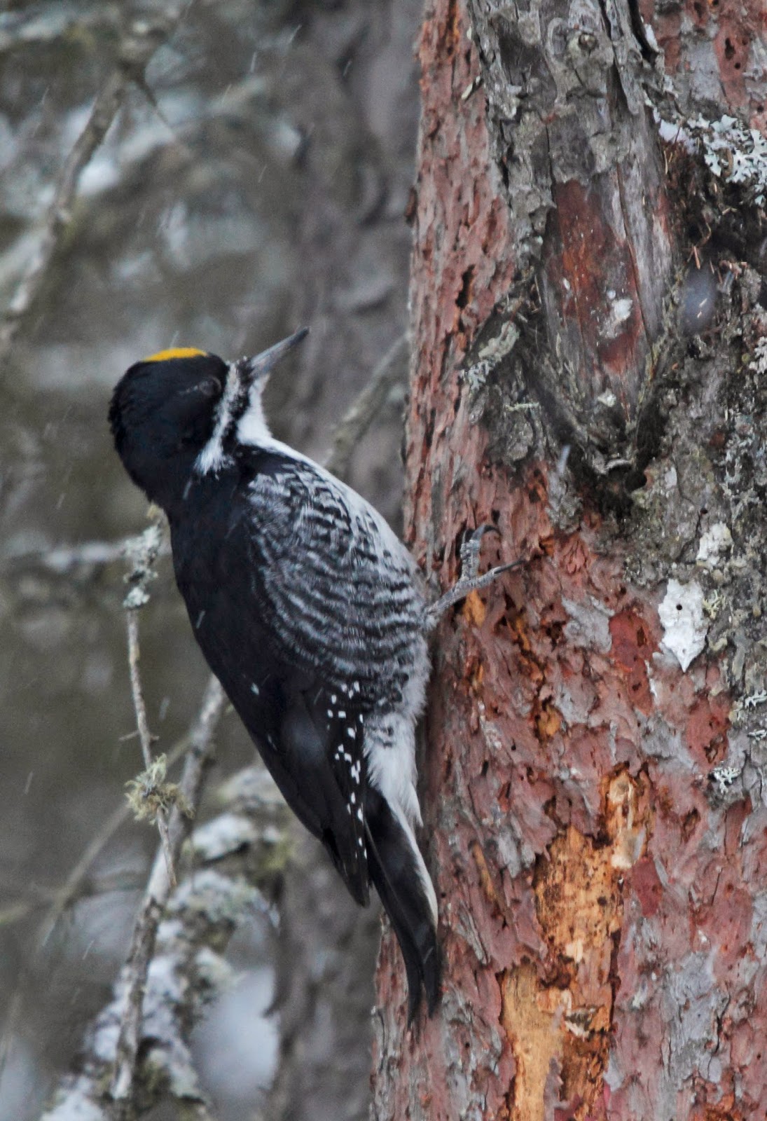 Philly Bird Nerd Adirondacks Part 2 Lifer!
