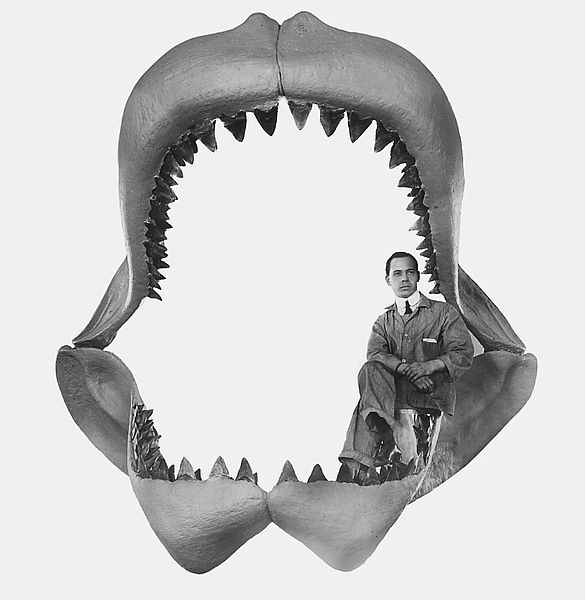 Halcyon Days: Megalodon... also, name change!
