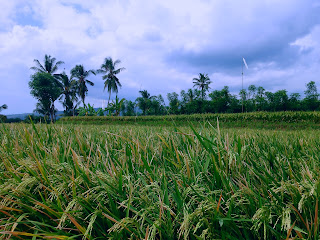 Narural Paddy Grain Scenery In The Rice Field At Banjar Kuwum Ringdikit Village North Bali
