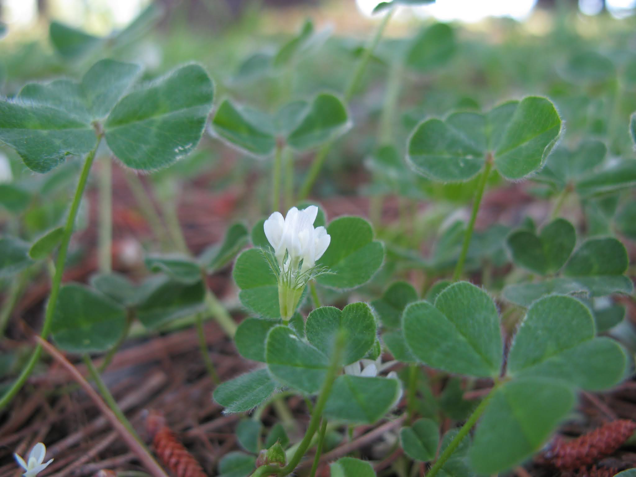 Trifolium Variety of Life