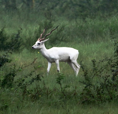 "ALBINO Blackbuck Kanjari Deer Park, Gujarat"