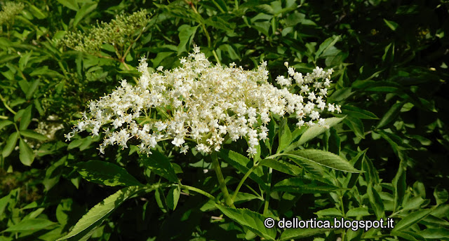 confettura di rosa gelatina di tarassaco oleoliti sali aromatizzati alla fattoria didattica dell'ortica a Savigno Valsamoggia Bologna in Appennino vicino Zocca