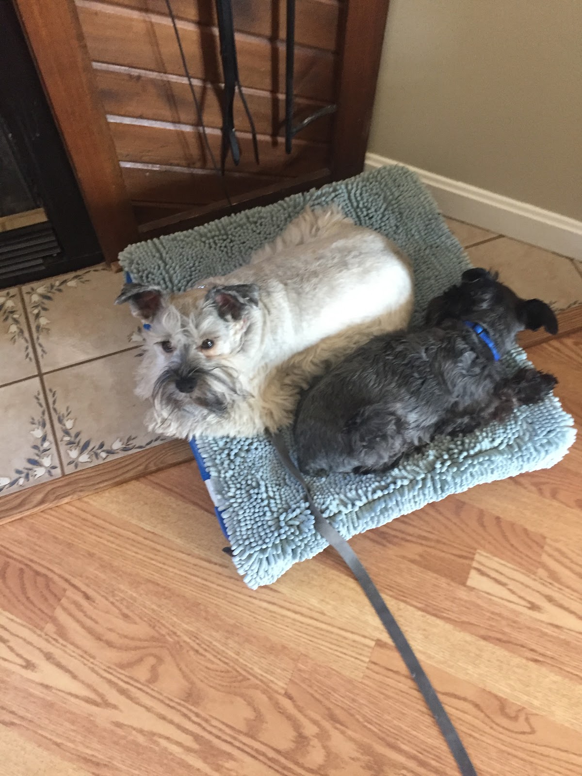 My Schnauzer Addiction 8 Signs You Have an Aggressive Puppy (2/6/17