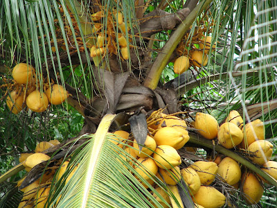 Fruit Warehouse: Coconut ( Cocos nucifera )