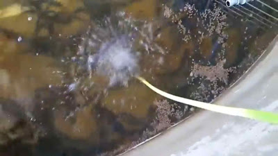 cara kuras kolam terpal ikan belut yang benar supaya tepat dan bersih lagi airnya