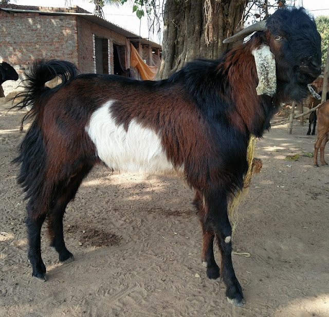 Most Popular Indigenous Breeds of Goats in India