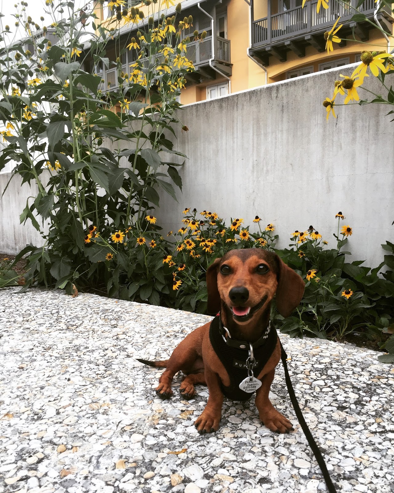 Dachshund Nola Vacation Photos!