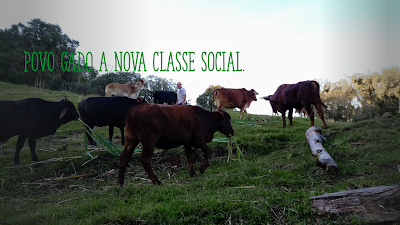 As eleições de 2018 gerou novas classes sociais de direita, entre elas a nova camada social conhecida como povo gado. O povo gado, essa nova classe de direita, tem certas características estranha e perigosas. Eles são apáticos, preconceituosos, subservientes, ignorantes, e sobretudo violentos. A foto mostra o gado em pasto verde. Povo gado a nova classe social de direita do Brasil.
