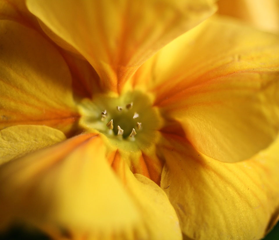 Bloomingwriter Gardening in Nova Scotia The gardener indoors
