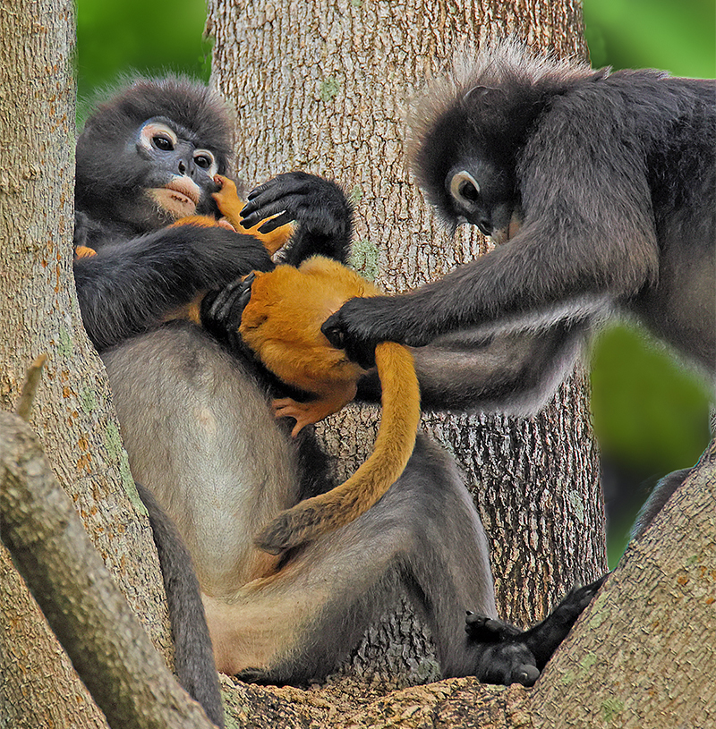  Dusky Leaf Monkey Mother and Newborn Baby Primate