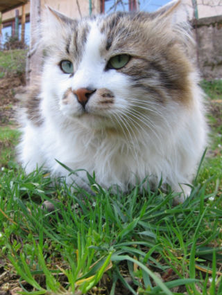 Kenapa Kucing Suka Makan Rumput | SukaHati.net