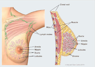 Changes in the Breast size