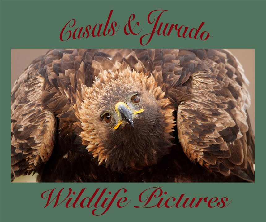 CASALS&JURADO WILDLIFE PICTURES