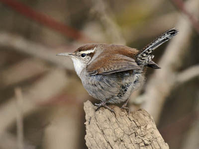 Photo of Bewick's Wren on tree stump