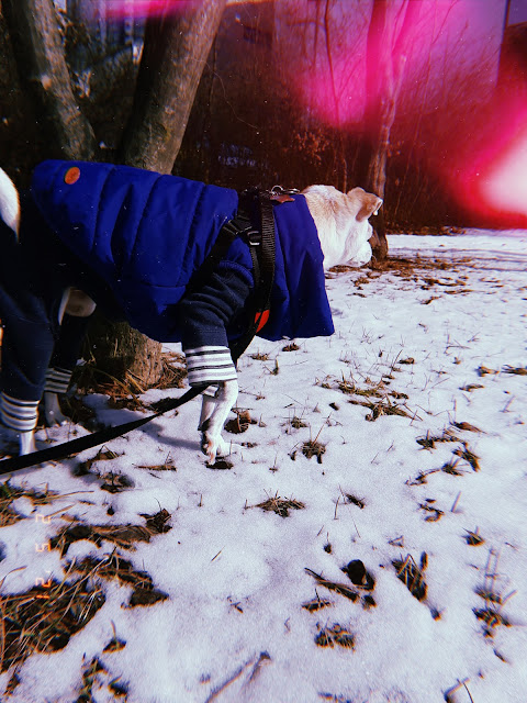 walking dog in a winter wonderland