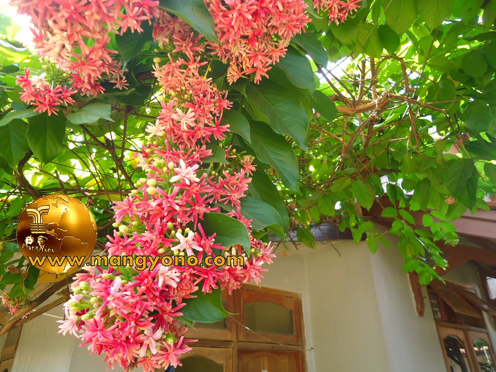 Bunga Melati Belanda sebagai peneduh Pergola dan Torn Air Bunga Melati Belanda sebagai peneduh Pergola dan Torn Air
