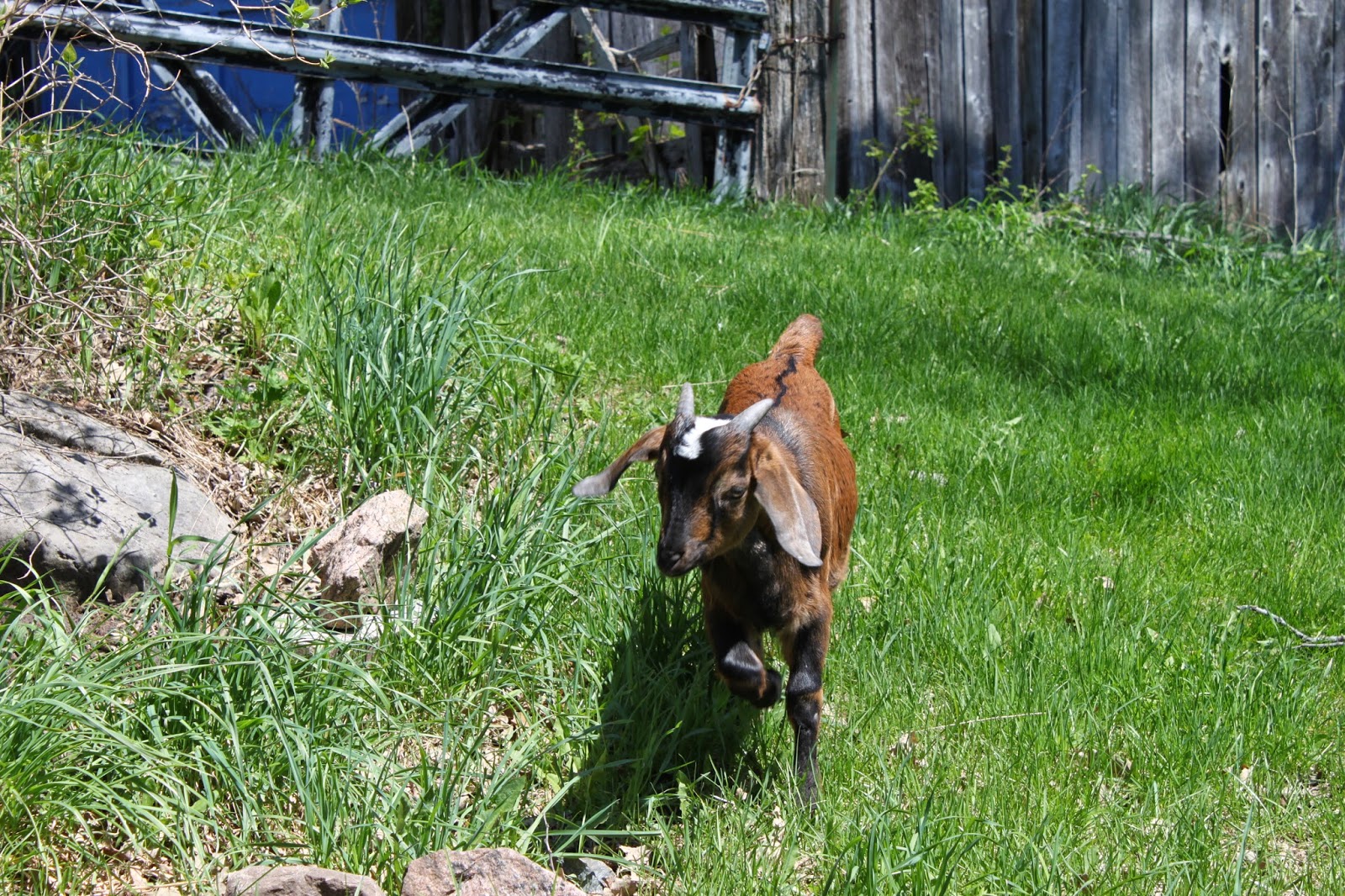Simpson Eco Farms Nubian goats Ontario, Canada. Meet Nabob and Mocha