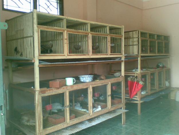 Cara Membuat Kandang Kelinci Yang Baik Dan Sehat Peternakan Dan