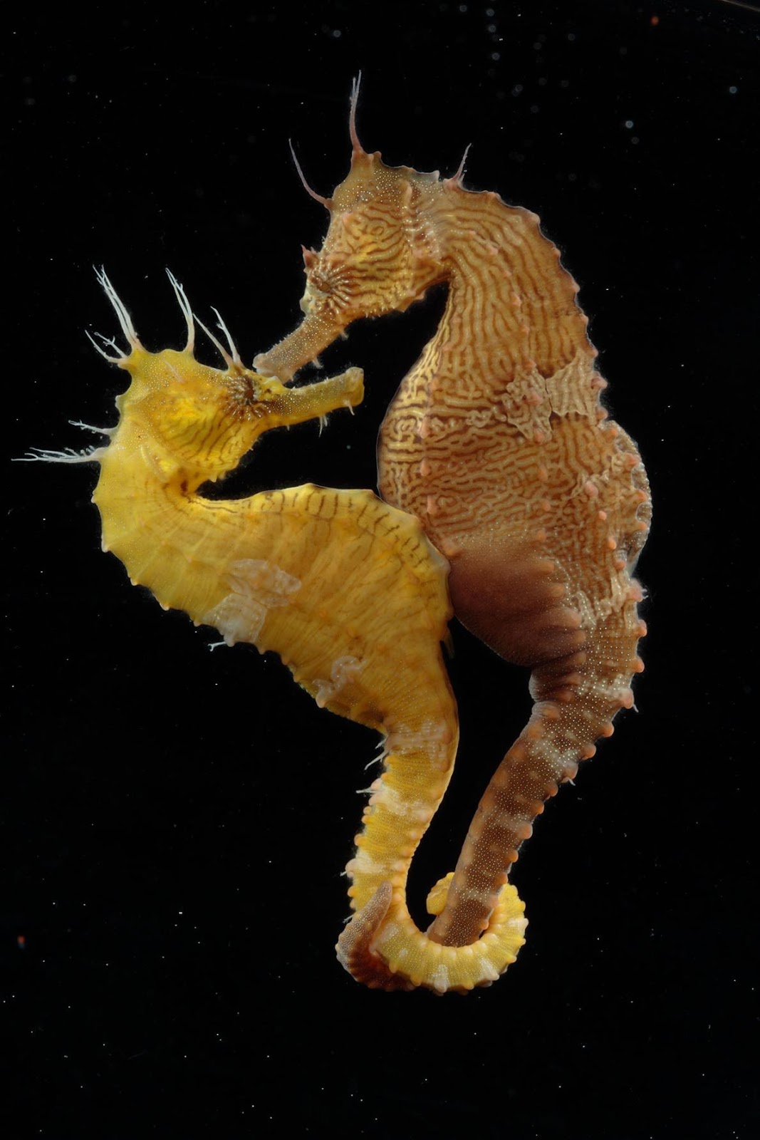 Nag on the Lake Lessons In Love From The Seahorse