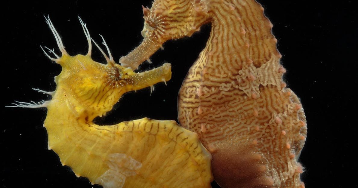 Nag on the Lake: Lessons In Love From The Seahorse