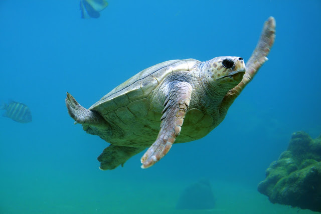 Turtle Diving Underwater Animals-Sea Life Turtle Diving Underwater Animals-Sea Life