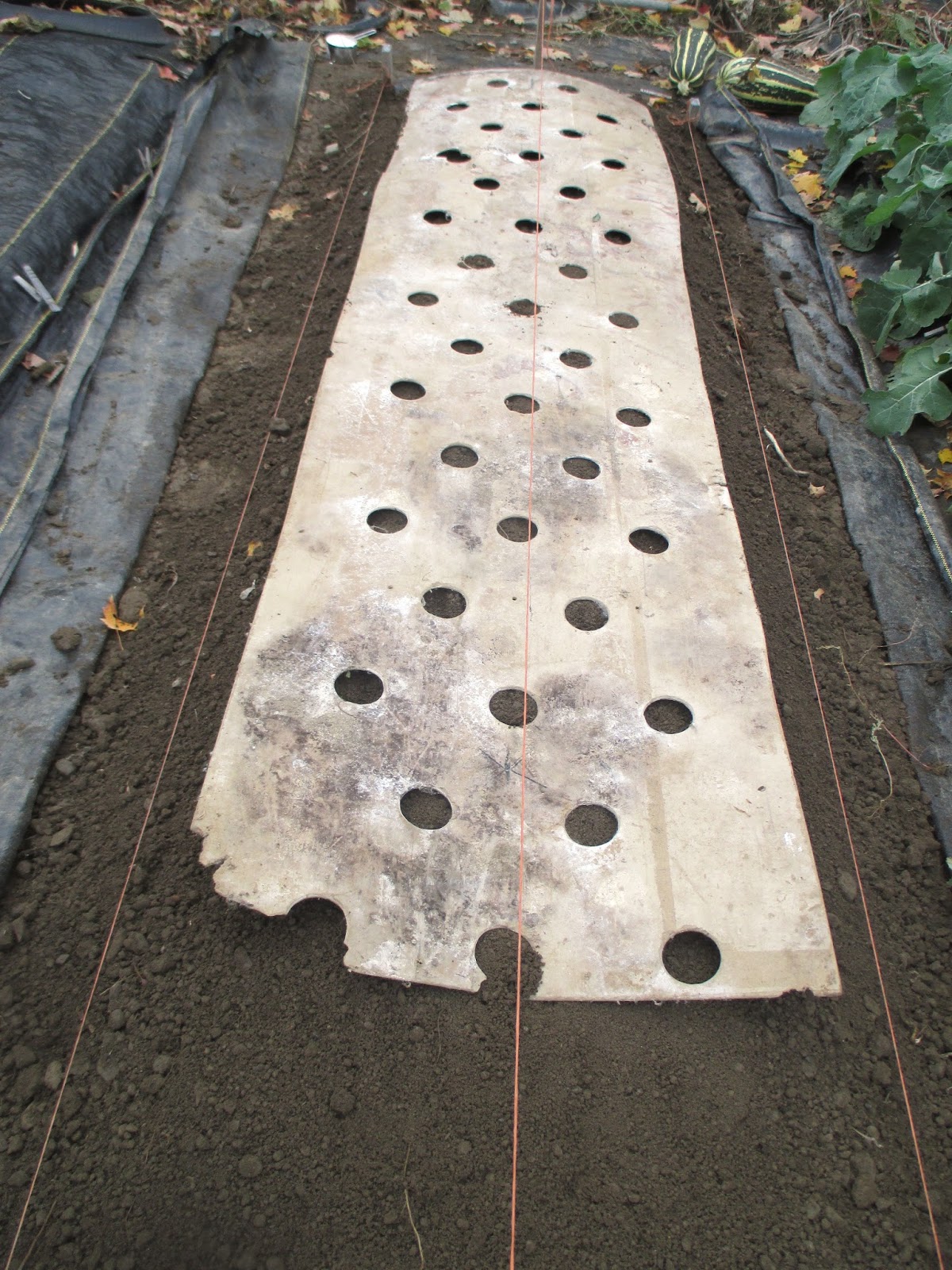 The Deliberate Agrarian My GarlicPlanting Template