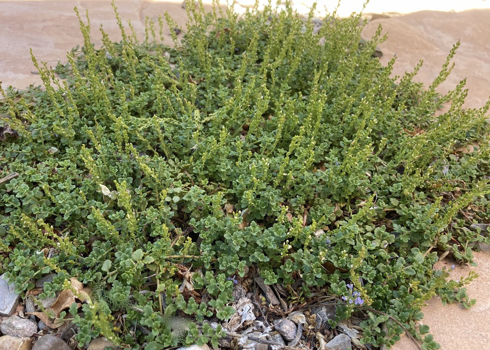 The Plants at Walking Rain Thyme Leaf Speedwell / Veronica oltensis
