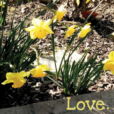 February Daffodils