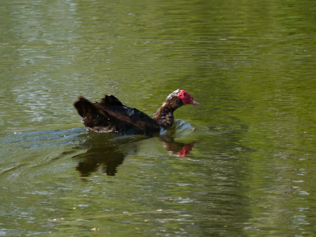 Cape Coral Floride canards canartichauts