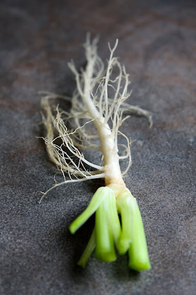 coriander roots