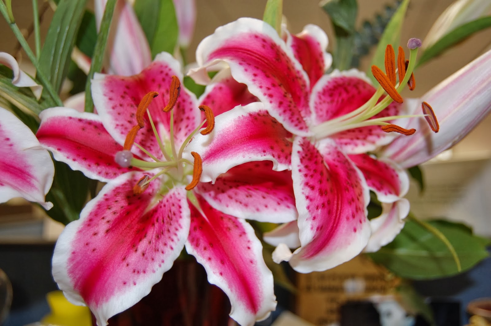  Gambar  Bunga  Lily Stargazer Topik Pedia