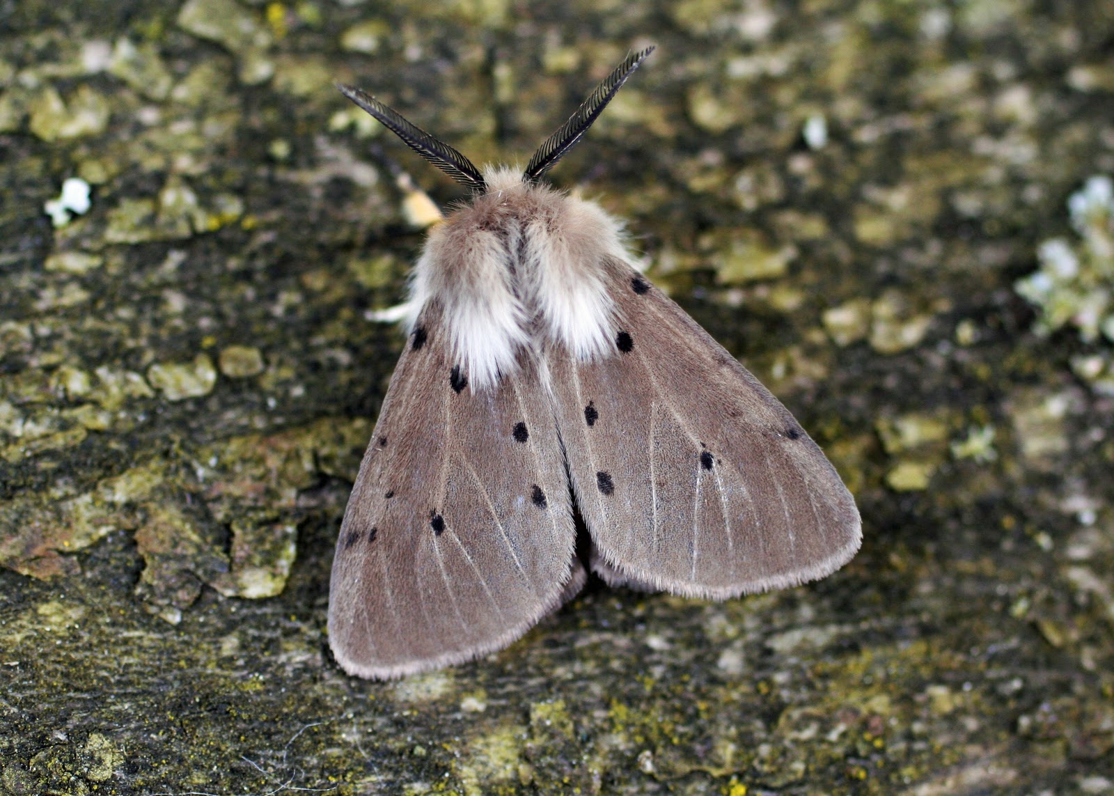 The Montgomeryshire Moth Group Blog: December 2011