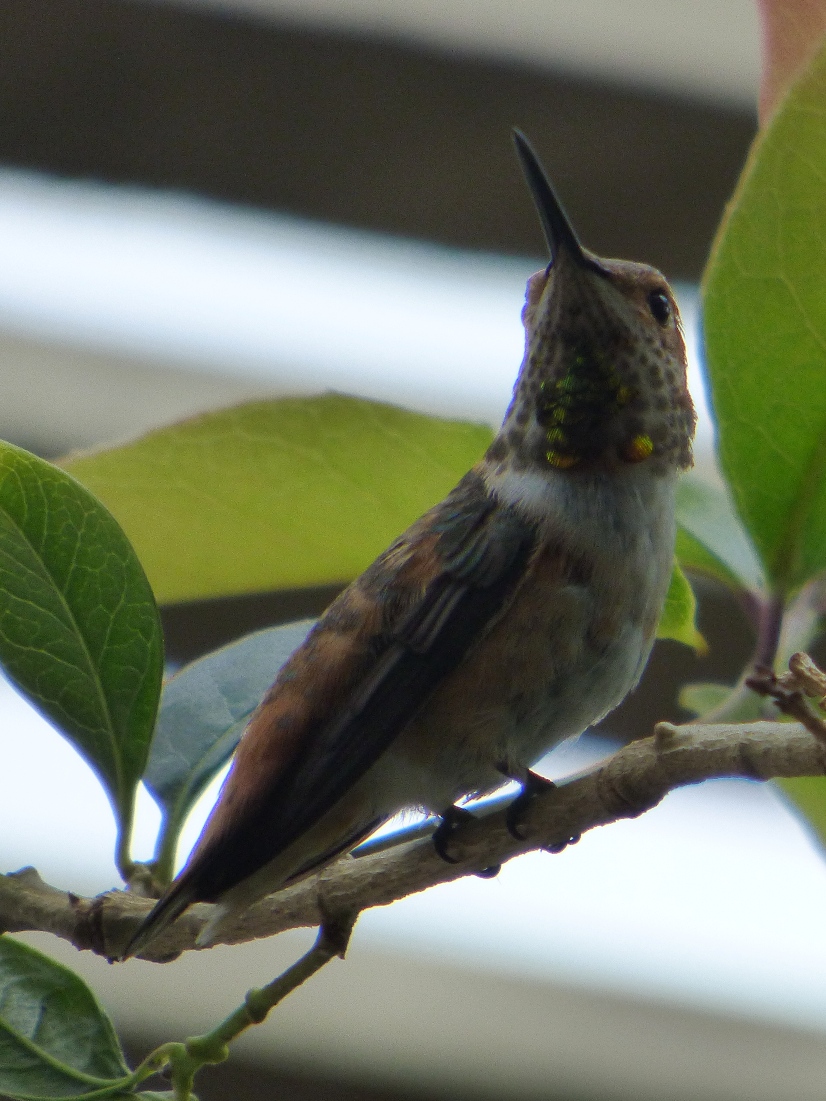 Geotripper's California Birds Allen's Hummingbird in Costa Mesa (Maybe)