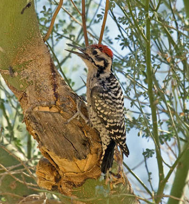 Photo of Ladder-backed Woodpecker in Palo Verde tree