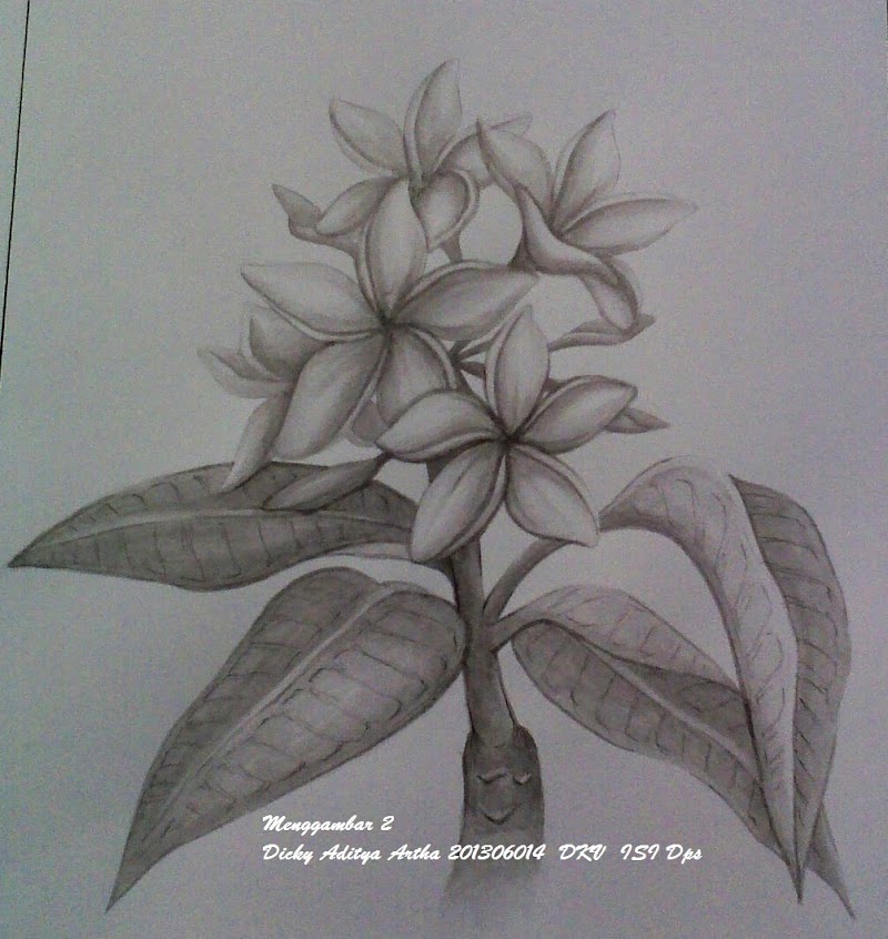Terbaru 22+ Cara Menggambar Bunga Tulip Dengan Pensil