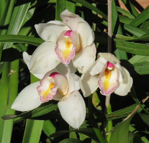 -neuer Gartentraum- Fotoblog