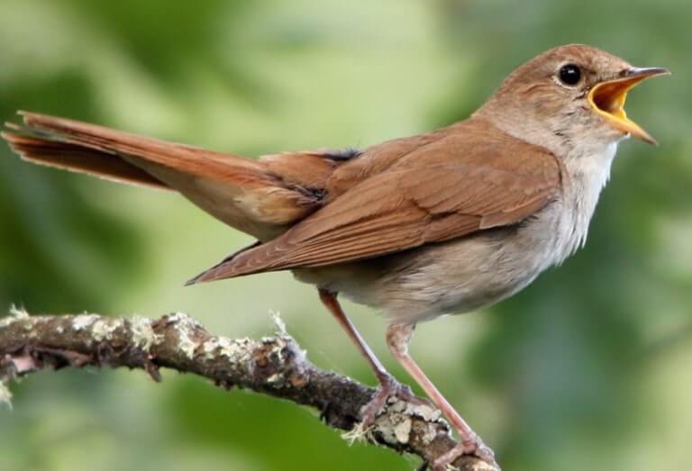 Mengenal Burung Bulbul Lebih Dalam