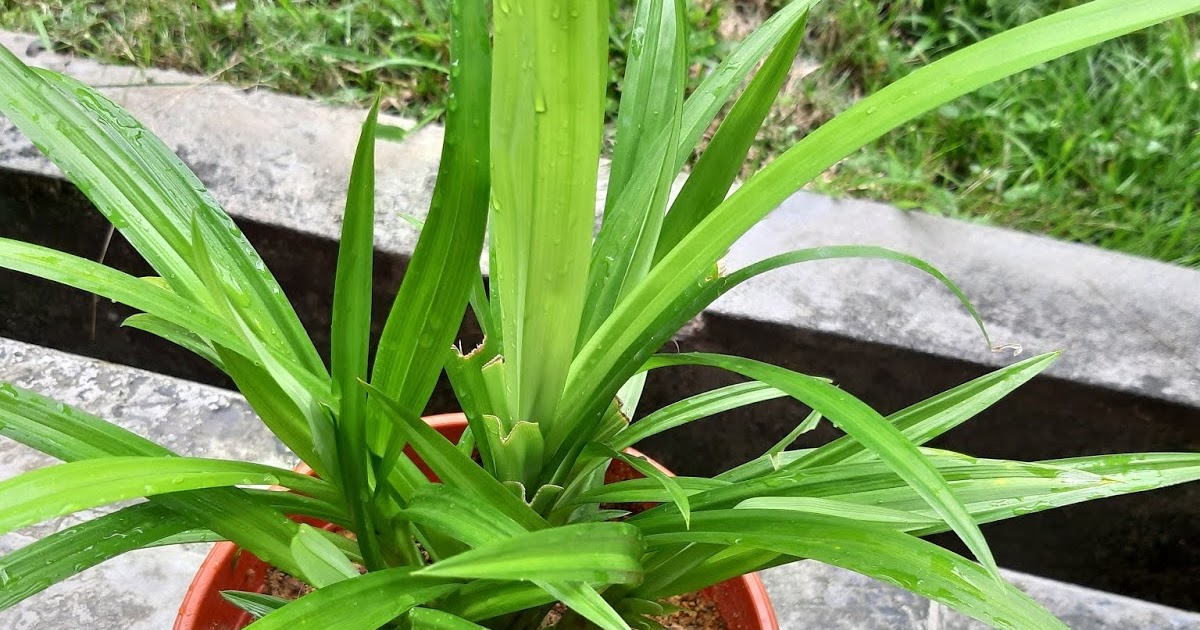 DANA Oh pokok pandan ku