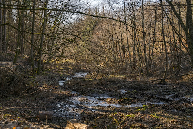 Eschbacher Klippen und Maibacher Schweiz | Wanderung rund um Michelbach im Taunus 26