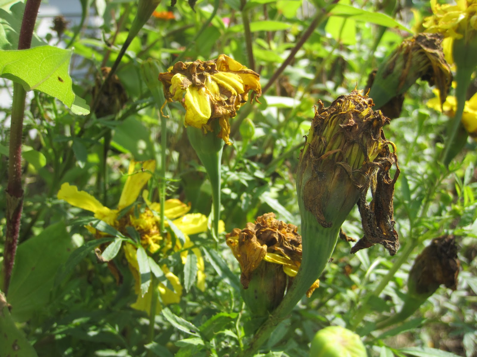 Oil Changes the anti food blog food blog Rotting Flowers