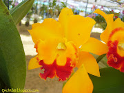 Cattleya MU 50 Orchid Flowers Pictures (cattleya mu)