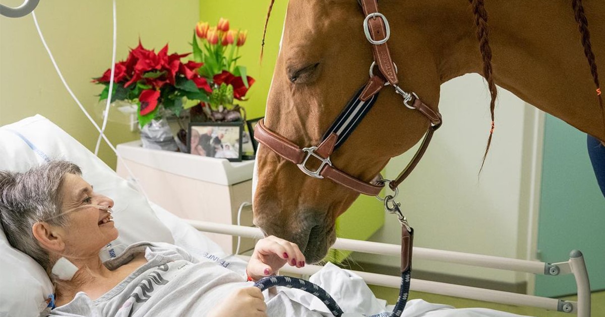 "DR. PEYO", EL CABALLO QUE VISITA HOSPITALES PEDAGOGIA HOSPITALARIA
