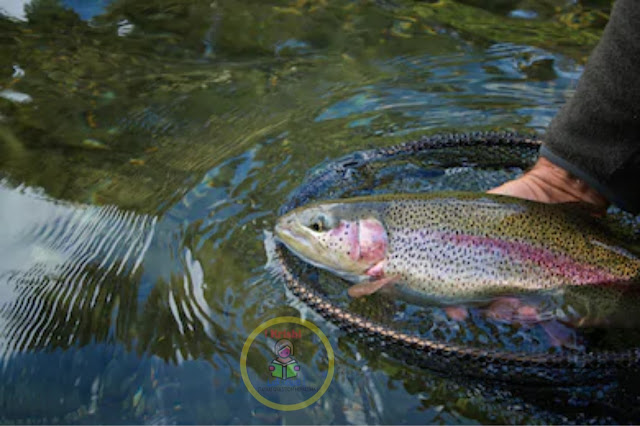 Nepalma Rainbow Trout Fish Palan - Krishi Loksewa