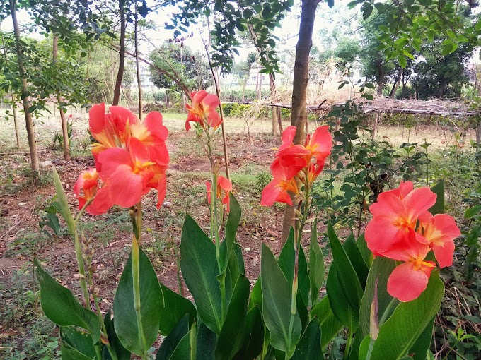 Different Colors Canna Lily Pretoria  Flower