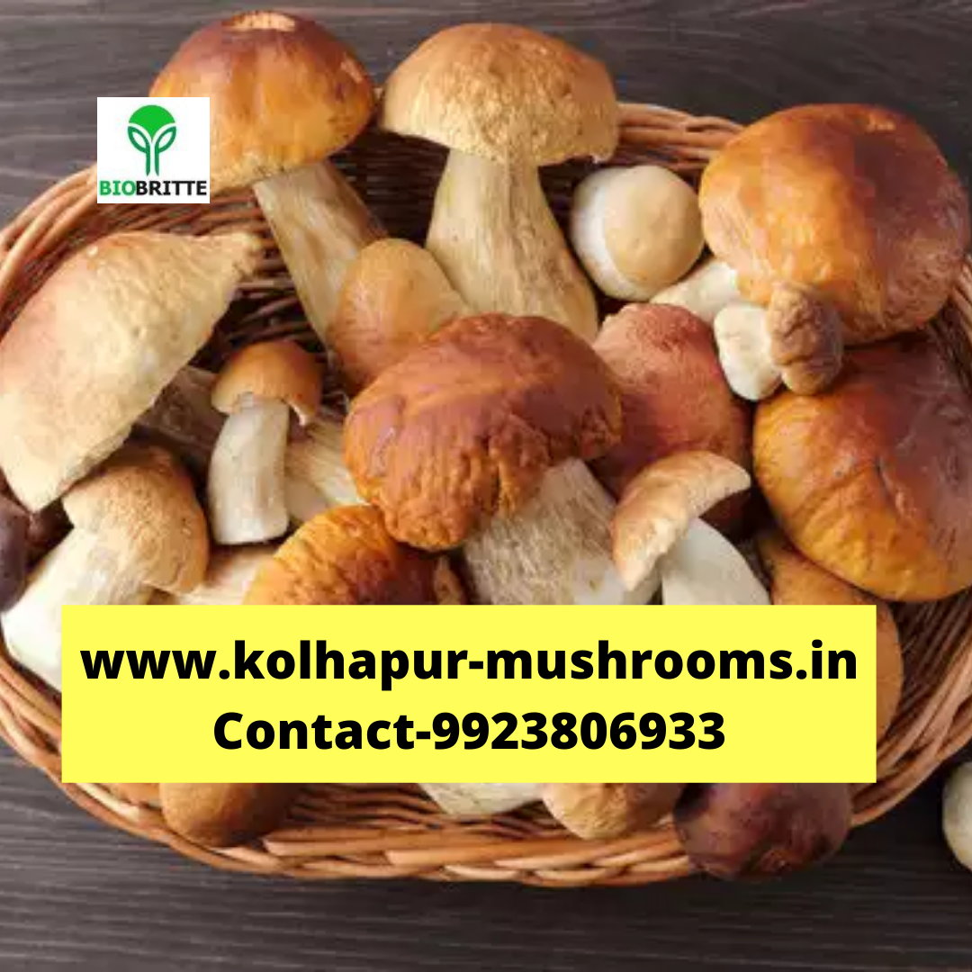 Oyster mushroom spawn suppliers Mushroom spawns Mushroom farming