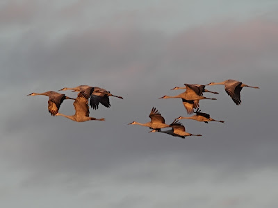 Sandhill cranes flying at dusk