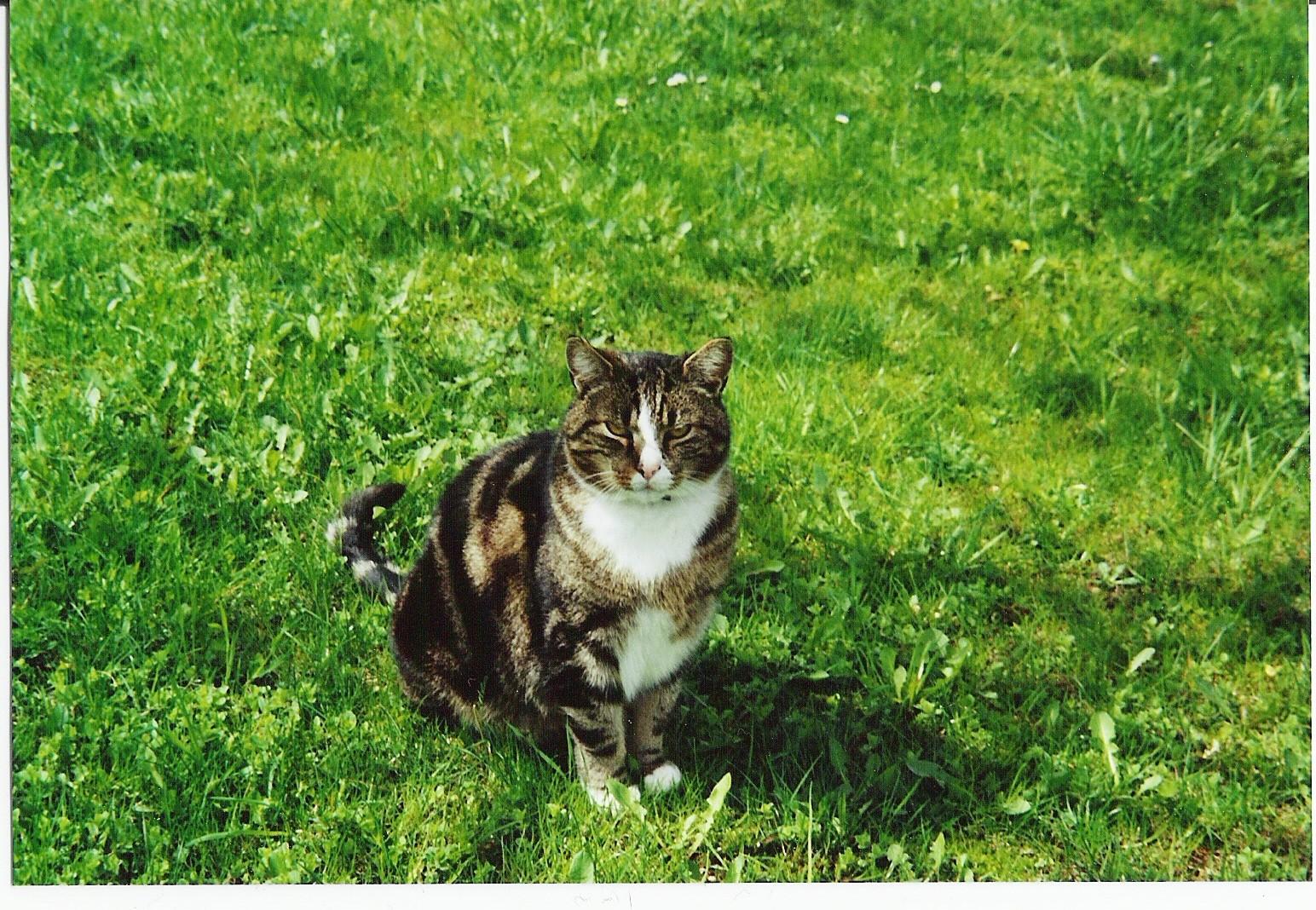 5 Kelebihan Kucing Lokal Domestik Bang Isman